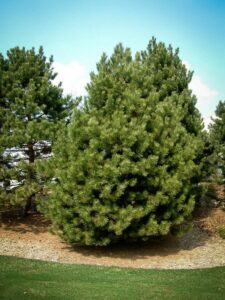 Сосна Чёрная (Pinus Nigra) купить по цене от 270.00р. в интернет-магазине «Посадика» с доставкой почтой в в Муроме и по всей России – [изображение №1].