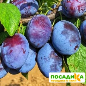 Слива Чачакская ранняя купить по цене от 229.00р. в интернет-магазине «Посадика» с доставкой почтой в в Муроме и по всей России – [изображение №1].