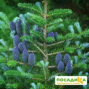 Пихта корейская (Abies koreana) купить по цене от 450.00р. в интернет-магазине «Посадика» с доставкой почтой в в Муроме и по всей России – [изображение №1].