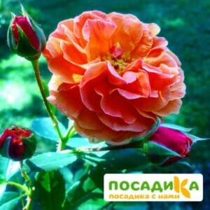 Роза Арабия купить по цене от 350.00р. в интернет-магазине «Посадика» с доставкой почтой в в Муроме и по всей России – [изображение №1].