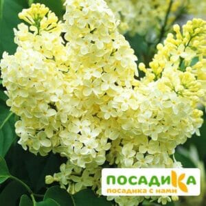 Сирень Примроуз (Primrose) купить по цене от 529.00р. в интернет-магазине «Посадика» с доставкой почтой в в Муроме и по всей России – [изображение №1].