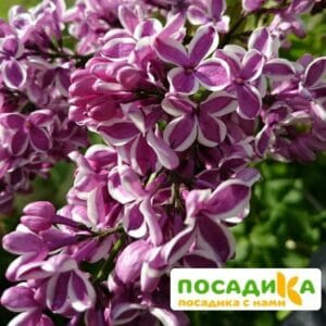 Сирень Сенсация купить по цене от 529.00р. в интернет-магазине «Посадика» с доставкой почтой в в Муроме и по всей России – [изображение №1].