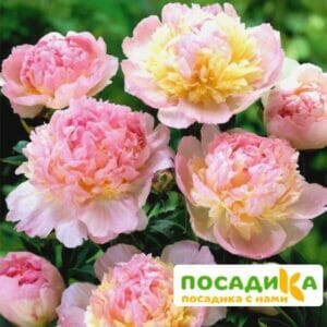 Пион Распберри Сандей (Paeonia Raspberry Sundae) купить по цене от 959р. в интернет-магазине «Посадика» с доставкой почтой в в Муроме и по всей России – [изображение №1].