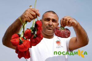 Клубника Гигант Джорнея купить по цене от 266р. в интернет-магазине «Посадика» с доставкой почтой в в Муроме и по всей России – [изображение №1].