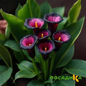 Калла Аура Лейс купить по цене от 400р. в интернет-магазине «Посадика» с доставкой почтой в в Муроме и по всей России – [изображение №1].