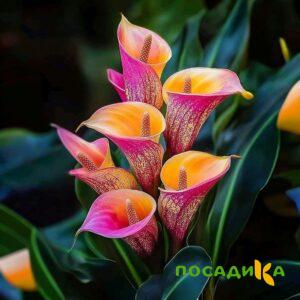 Калла Оникс купить по цене от 450р. в интернет-магазине «Посадика» с доставкой почтой в в Муроме и по всей России – [изображение №1].