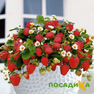 Клубника Рубиновый Шепот (горшечная) купить по цене от 240р. в интернет-магазине «Посадика» с доставкой почтой в в Муроме и по всей России – [изображение №1].