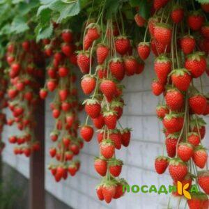 Клубника вьющаяся Комплимент купить по цене от 470р. в интернет-магазине «Посадика» с доставкой почтой в в Муроме и по всей России – [изображение №1].