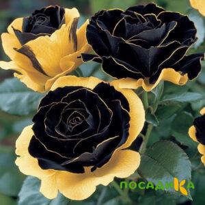 Роза Ханни Сикл купить по цене от 700р. в интернет-магазине «Посадика» с доставкой почтой в в Муроме и по всей России – [изображение №1].