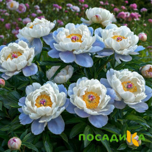 Пион акварельный Этюд купить по цене от 806р. в интернет-магазине «Посадика» с доставкой почтой в в Муроме и по всей России – [изображение №1].