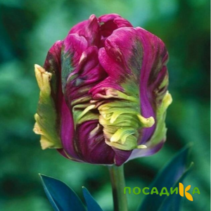 Тюльпан Экзотик Хэвен купить по цене от 186р. в интернет-магазине «Посадика» с доставкой почтой в в Муроме и по всей России – [изображение №1].