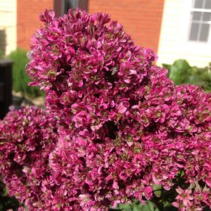 Флокс Филингс купить по цене от 329р. в интернет-магазине «Посадика» с доставкой почтой в в Муроме и по всей России – [изображение №1].