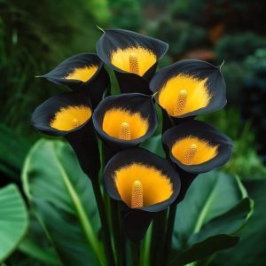 Калла Легато купить по цене от 620р. в интернет-магазине «Посадика» с доставкой почтой в в Муроме и по всей России – [изображение №1].