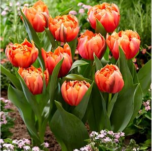 Тюльпан Гудошник Дабл купить по цене от 185р. в интернет-магазине «Посадика» с доставкой почтой в в Муроме и по всей России – [изображение №1].