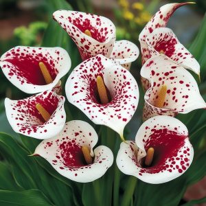 Калла Эмпайр купить по цене от 302р. в интернет-магазине «Посадика» с доставкой почтой в в Муроме и по всей России – [изображение №1].