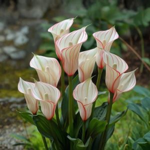 Калла Глейшер купить по цене от 299р. в интернет-магазине «Посадика» с доставкой почтой в в Муроме и по всей России – [изображение №1].