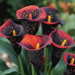 Калла Нуар купить по цене от 299р. в интернет-магазине «Посадика» с доставкой почтой в в Муроме и по всей России – [изображение №1].