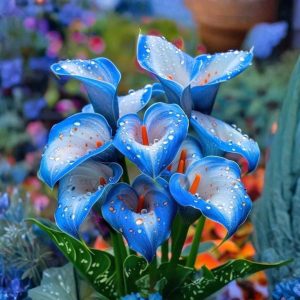 Калла Портрейт купить по цене от 292р. в интернет-магазине «Посадика» с доставкой почтой в в Муроме и по всей России – [изображение №1].