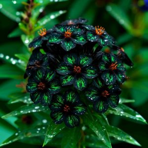 Флокс Ривьера купить по цене от 299р. в интернет-магазине «Посадика» с доставкой почтой в в Муроме и по всей России – [изображение №1].