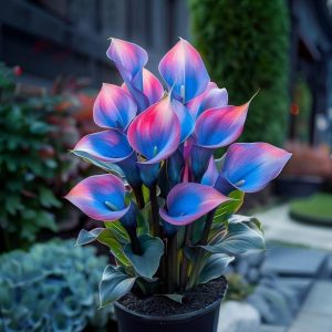 Калла Импрессия купить по цене от 590р. в интернет-магазине «Посадика» с доставкой почтой в в Муроме и по всей России – [изображение №1].