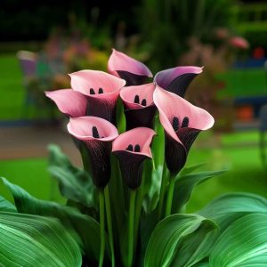 Калла Энигма купить по цене от 291р. в интернет-магазине «Посадика» с доставкой почтой в в Муроме и по всей России – [изображение №1].