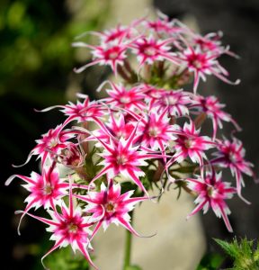 Флокс Метельчатый Путь купить по цене от 456р. в интернет-магазине «Посадика» с доставкой почтой в в Муроме и по всей России – [изображение №1].