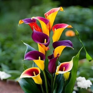 Калла Кристалл купить по цене от 450р. в интернет-магазине «Посадика» с доставкой почтой в в Муроме и по всей России – [изображение №1].