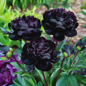 Пион Королевский Бархат купить по цене от 419р. в интернет-магазине «Посадика» с доставкой почтой в в Муроме и по всей России – [изображение №1].