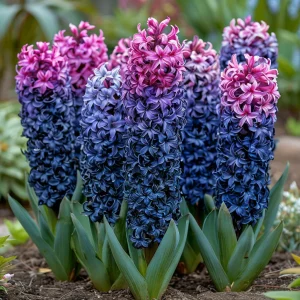 Гиацинт Блю Спринг купить по цене от 2099р. в интернет-магазине «Посадика» с доставкой почтой в в Муроме и по всей России – [изображение №1].