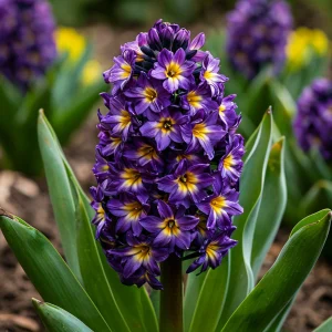 Гиацинт Вельвет Колор купить по цене от 2099р. в интернет-магазине «Посадика» с доставкой почтой в в Муроме и по всей России – [изображение №1].