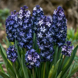 Гиацинт Блум Клауд купить по цене от 2099р. в интернет-магазине «Посадика» с доставкой почтой в в Муроме и по всей России – [изображение №1].