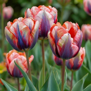 Тюльпан Эбисан Грэйс купить по цене от 217р. в интернет-магазине «Посадика» с доставкой почтой в в Муроме и по всей России – [изображение №1].