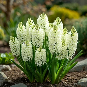 Гиацинт Дрим Трейл купить по цене от 2099р. в интернет-магазине «Посадика» с доставкой почтой в в Муроме и по всей России – [изображение №1].