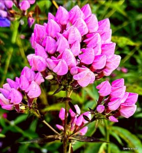 Флокс Бутоник купить по цене от 461р. в интернет-магазине «Посадика» с доставкой почтой в в Муроме и по всей России – [изображение №1].