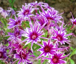 Флокс Звездное Кружево купить по цене от 361р. в интернет-магазине «Посадика» с доставкой почтой в в Муроме и по всей России – [изображение №1].