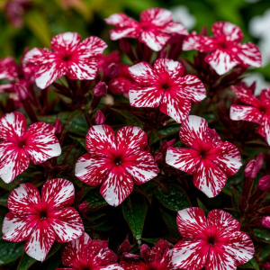 Флокс Ливер Гриммер купить по цене от 590р. в интернет-магазине «Посадика» с доставкой почтой в в Муроме и по всей России – [изображение №1].