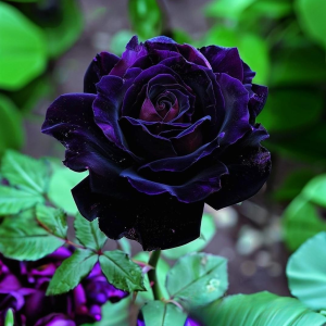 Роза Блэк Пантер купить по цене от 319р. в интернет-магазине «Посадика» с доставкой почтой в в Муроме и по всей России – [изображение №1].