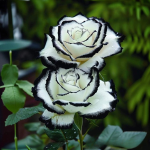 Роза Силк Ивин купить по цене от 319р. в интернет-магазине «Посадика» с доставкой почтой в в Муроме и по всей России – [изображение №1].